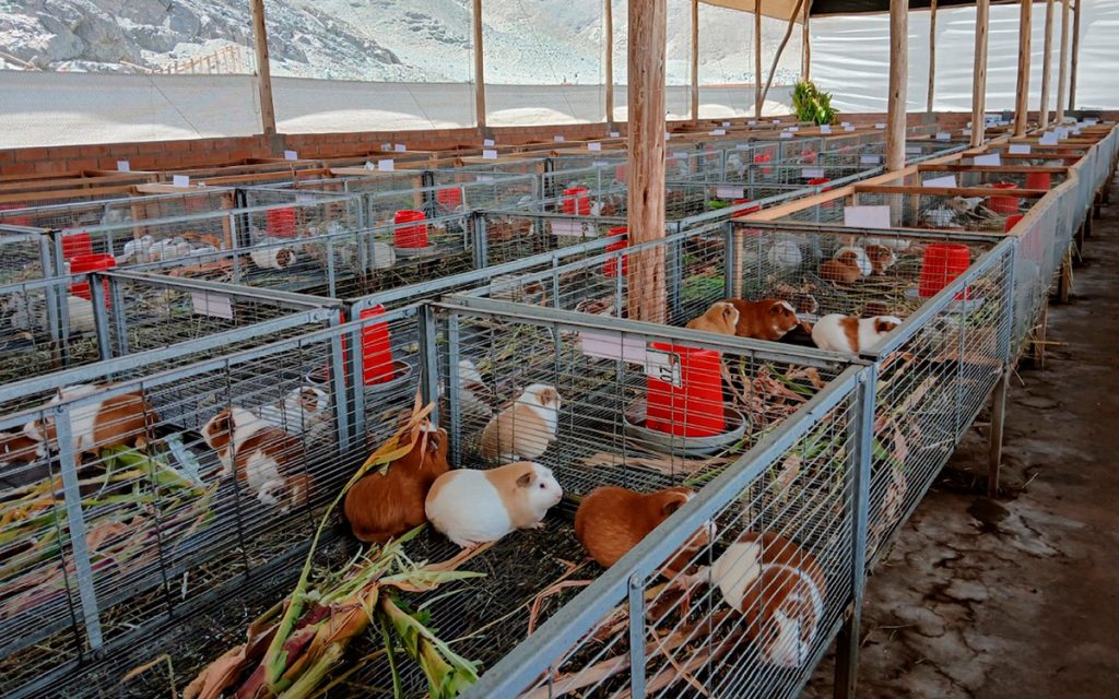 antamina-huarmey-ancash-cuyes