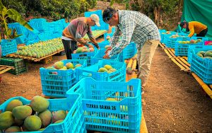 antamina-huarmey-mago-kent-europa-agroexportacion