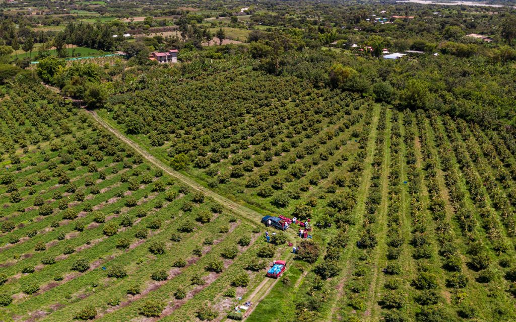 pan-american-silver-shahuindo-cajamarca