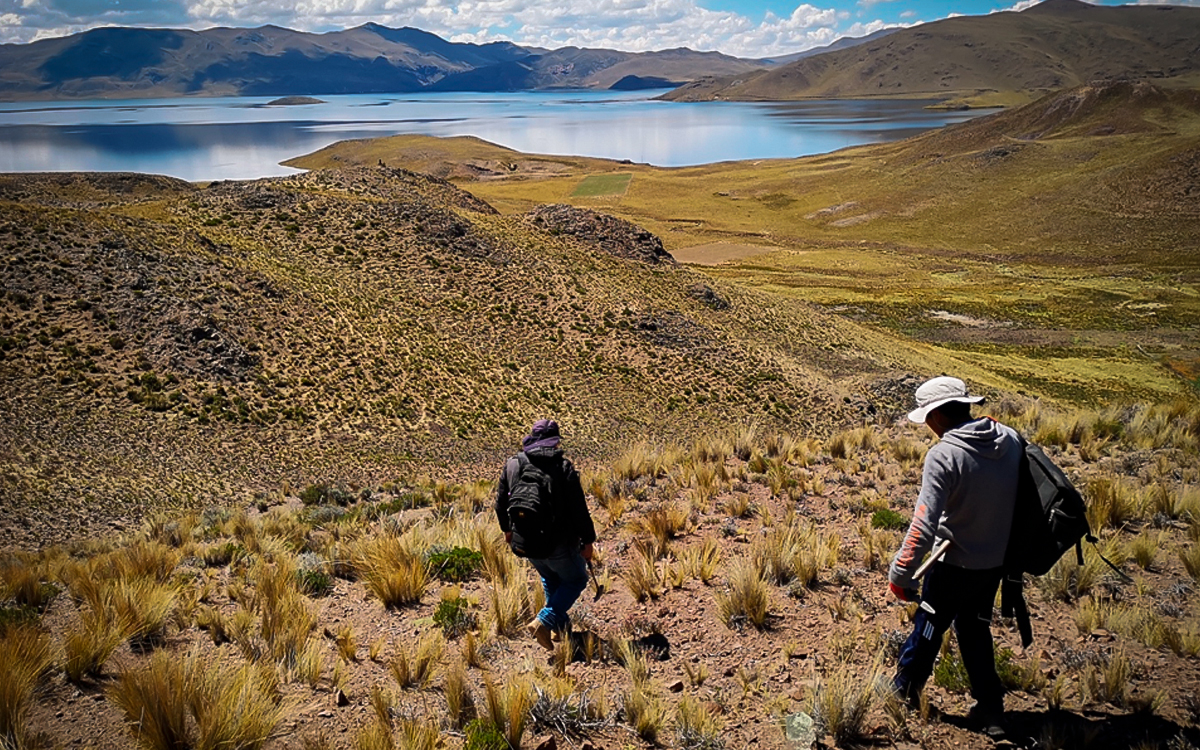 palamina-colt-silver-plata-cobre